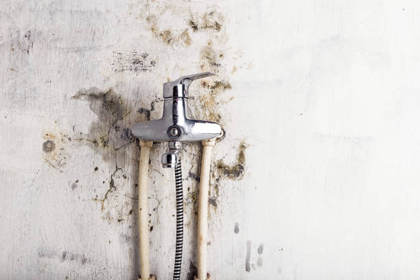 Best Mold Testing  in Westbrook, ME