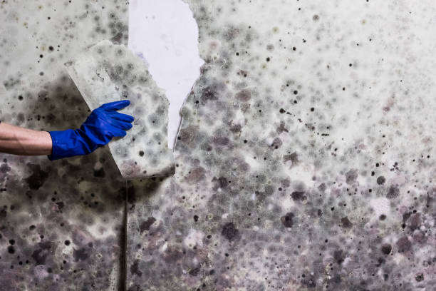 Best Mold Cleaning Services  in Westbrook, ME